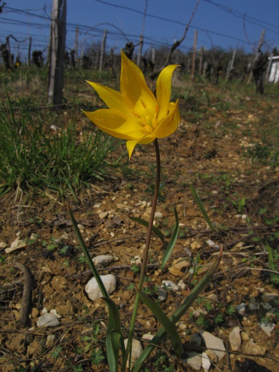 Tulipa sylvestris
